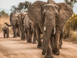Kenyan Elephants May be Self- Medicating With Plants, Study Finds