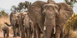 Kenyan Elephants May be Self- Medicating With Plants, Study Finds