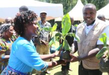 Fruit Trees, Fodder And Terraces Bring New Hope To Nzoia Farmers