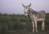 Donkeys Stolen, Women Broken: Kitui’s Silent Crisis
