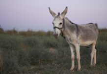 Donkeys Stolen, Women Broken: Kitui’s Silent Crisis