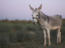 Donkeys Stolen, Women Broken: Kitui’s Silent Crisis
