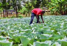 Kirinyaga Farmers Reap Big from County Seedlings Propagation Centre as Production Costs Drop