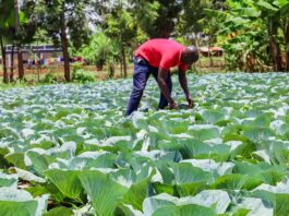 Kirinyaga Farmers Reap Big from County Seedlings Propagation Centre as Production Costs Drop