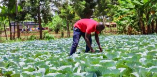 Kirinyaga Farmers Reap Big from County Seedlings Propagation Centre as Production Costs Drop