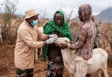 One Health, One Future: The Global Revolution Starting in Our Backyards