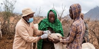 One Health, One Future: The Global Revolution Starting in Our Backyards