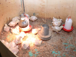 Mother Brooders Changing Poultry Farming and Saving Chicks’ Mortality in Western Kenya