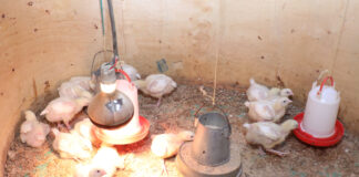 Mother Brooders Changing Poultry Farming and Saving Chicks’ Mortality in Western Kenya