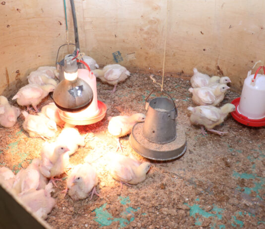 Mother Brooders Changing Poultry Farming and Saving Chicks’ Mortality in Western Kenya