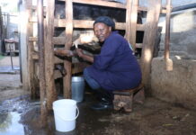 How Dairy Cooperatives are Helping Farmers in Elburgon Amidst Milk Shortage in Kenya