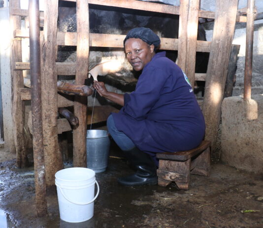How Dairy Cooperatives are Helping Farmers in Elburgon Amidst Milk Shortage in Kenya