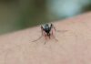 Kenya Becomes First African Nation to Join Global Dengue Alliance as Cases Surge