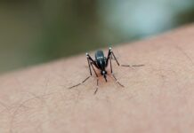 Kenya Becomes First African Nation to Join Global Dengue Alliance as Cases Surge