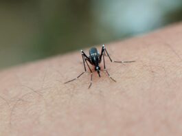 Kenya Becomes First African Nation to Join Global Dengue Alliance as Cases Surge
