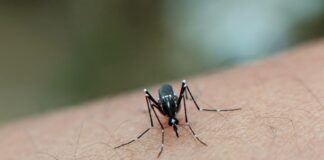 Kenya Becomes First African Nation to Join Global Dengue Alliance as Cases Surge