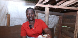 How Cooperatives Are Changing Poultry Farming in Western Kenya
